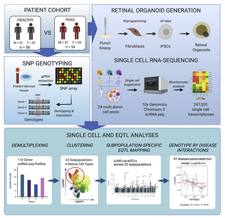 رونمایی از نقشه راه ژنتیکی دقیق گلوکوم  توسط دانشمندان استرالیایی با انجام تحقیقات بر روی سلول‌های بنیادی 
